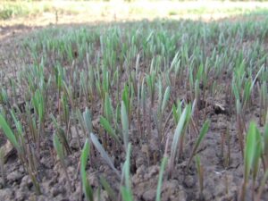 hogyan készül a búzafűlé