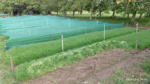 Búzafű termesztési terület