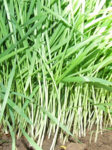 hogyan készül a búzafűlé