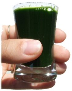 kipréselt búzafűlé